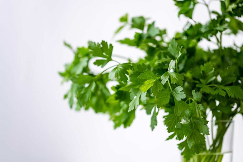 parsely, green, healthy, meal, plant, nature, food, fresh, vegetables, health, herbs, yummy, bio, vitamins, salad, cook, enjoy the meal, herb, garden, coriander, federation, water, glass