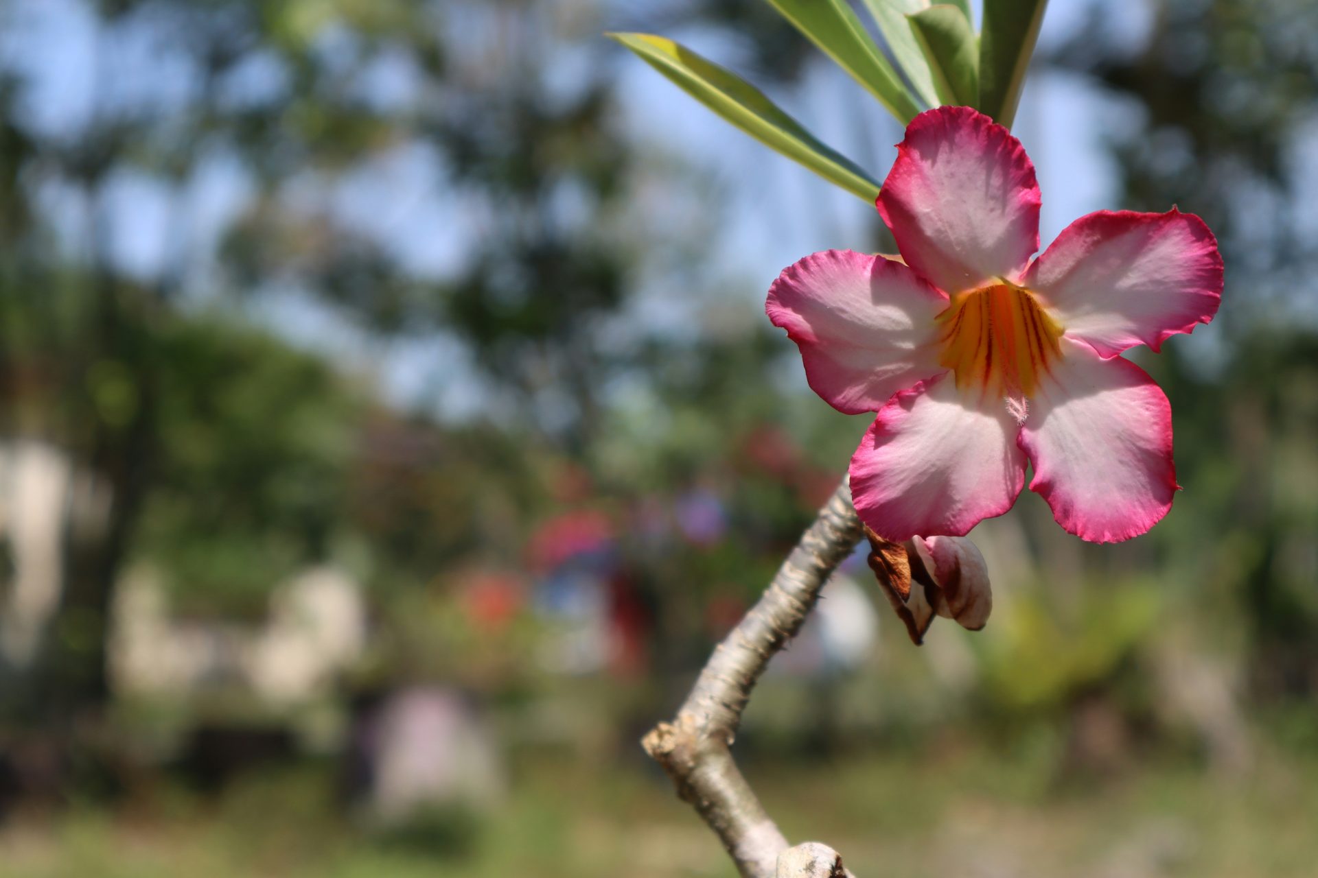 pink flower on brown tree branch during daytime
